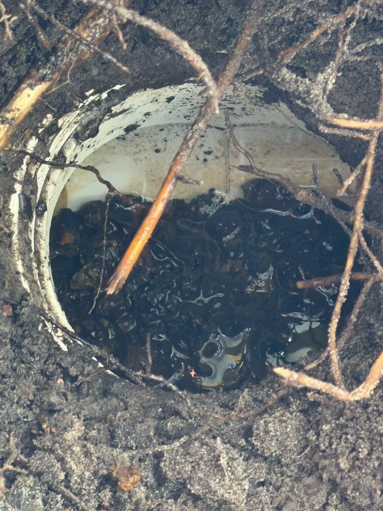 Exposed drain access opening surrounded by soil and landscaping roots
