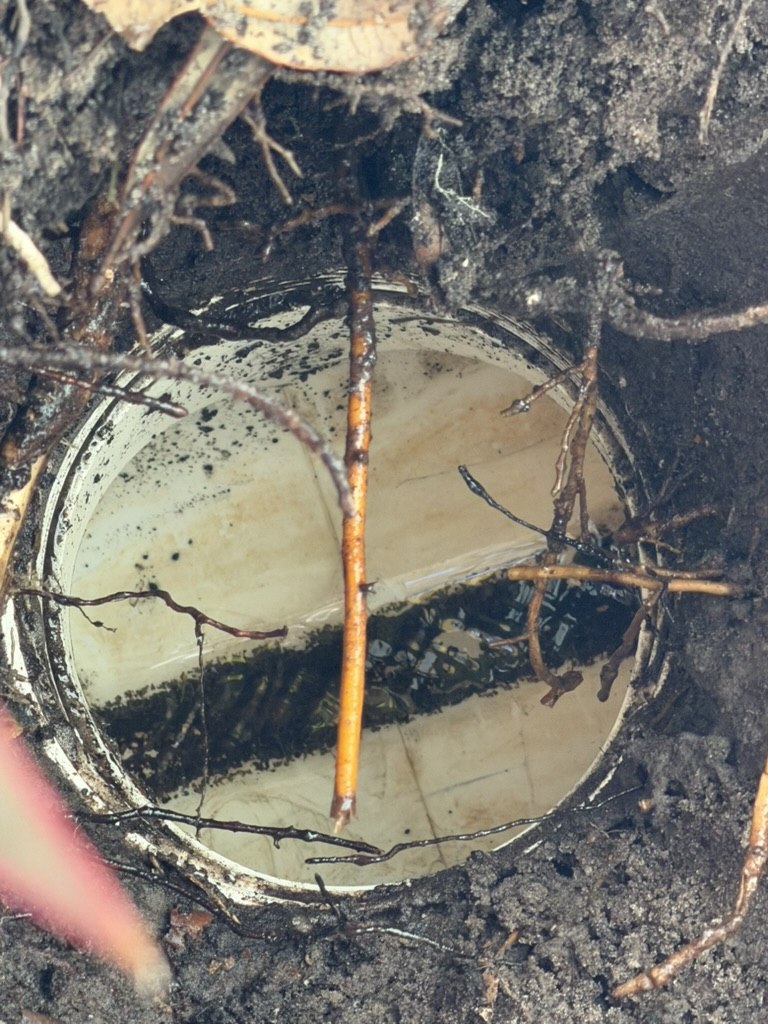 Close-up of an exposed drain access opening with surrounding soil and roots